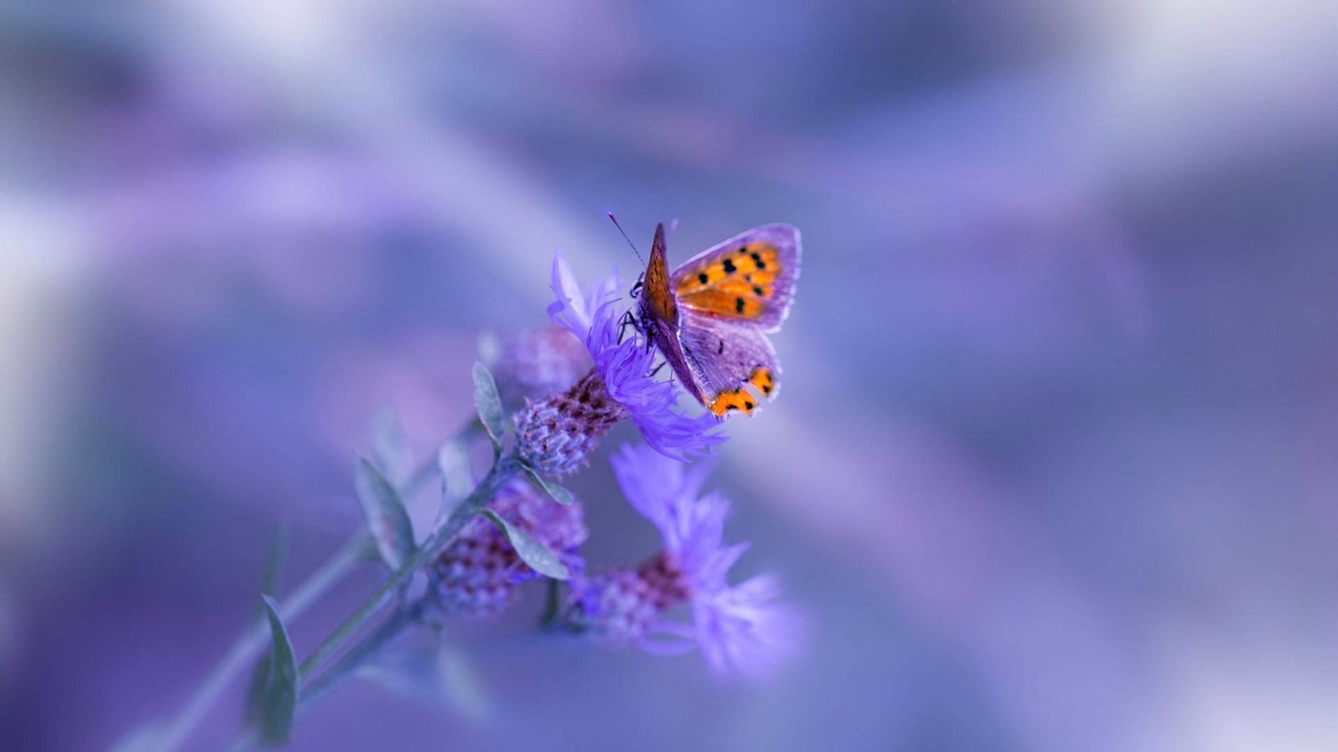 蛰刺与交响,当艺术化身黄蜂刺穿世纪对决