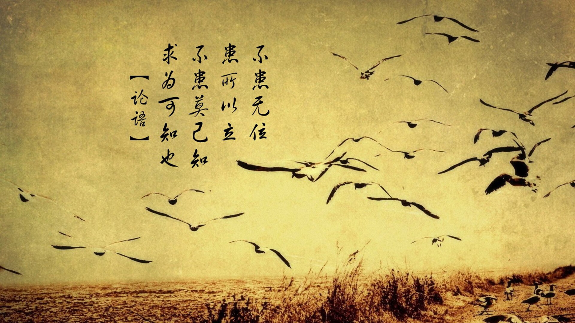 长人投石机撕裂菲尼克斯防线,切特·霍姆格伦让太阳升起的新星黯然失色