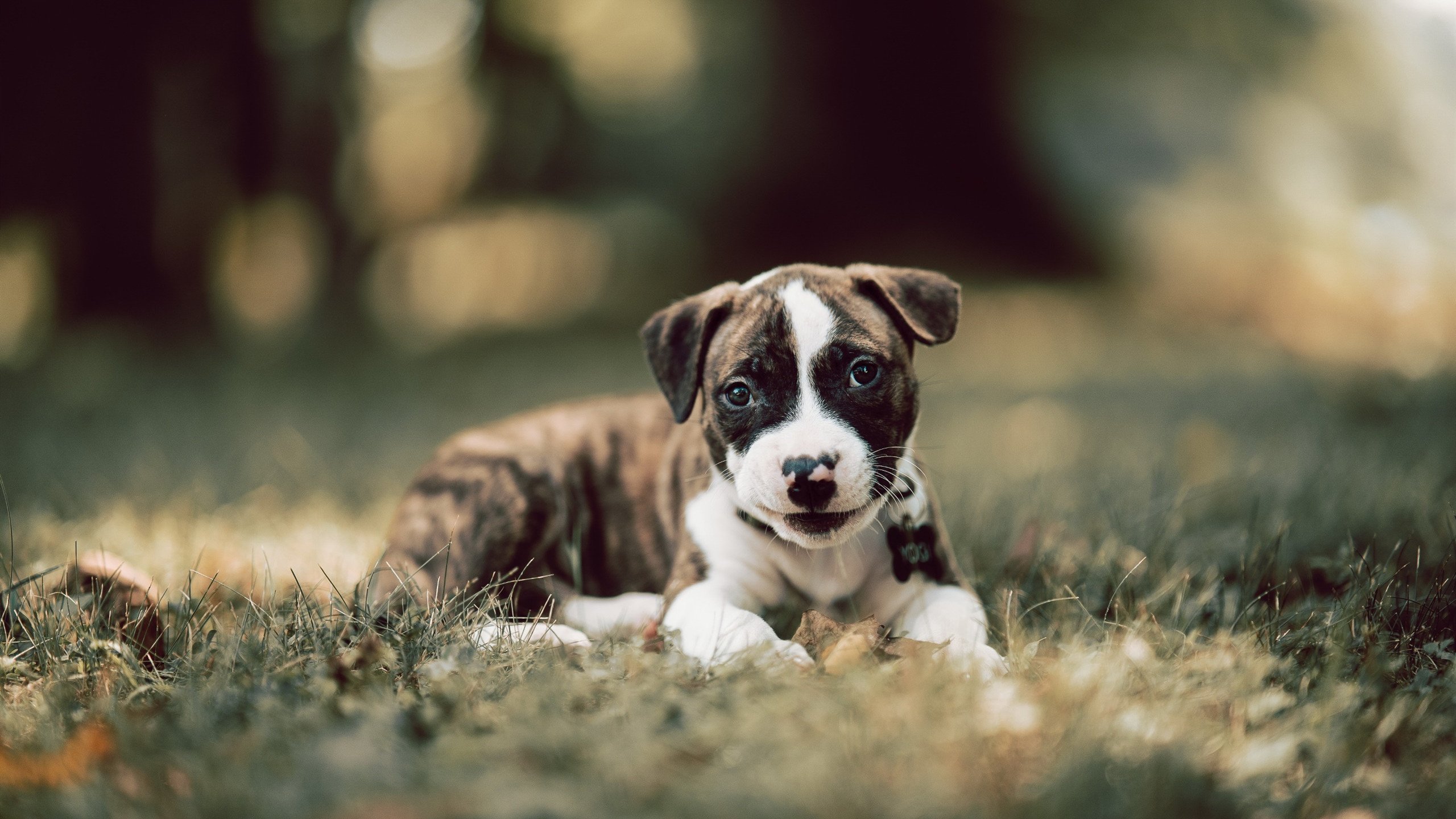 中场新王交响曲,法比尼奥在美加墨的霸权之夜