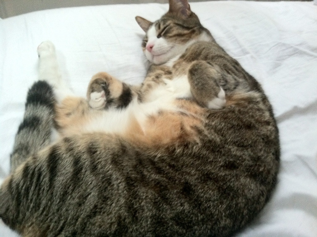 开云体育入口-破茧，卡瓦哈尔的魔术手与日本足球的亚洲新王加冕