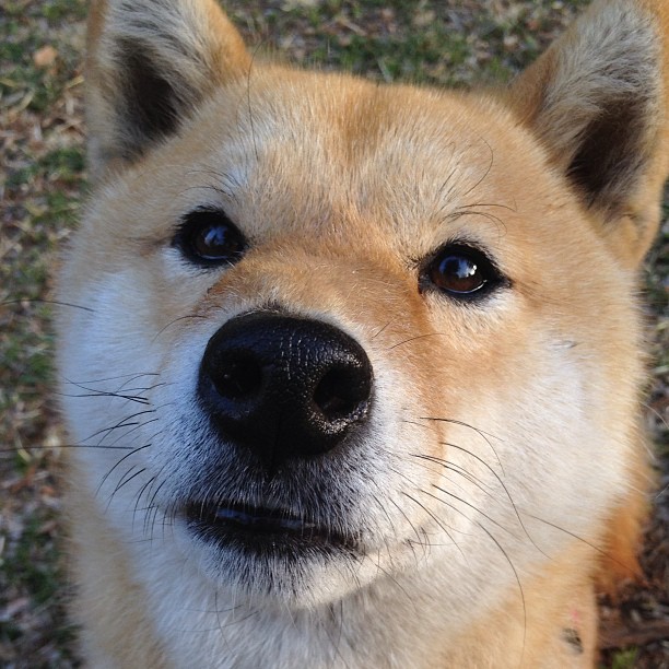 当东方巨龙遇见美利坚铁骑,布伦森冠军级表现引爆中美篮球对话