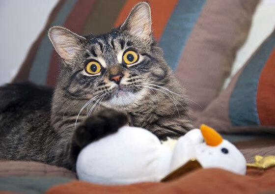 2026世界杯焦点战，改写足球历史的120分钟 奇才队如何正面击溃火箭？