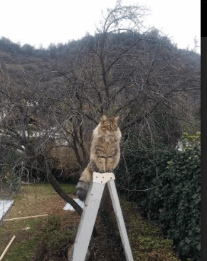 开云体育入口-刀锋依旧，年度焦点之夜，岁月无解迪马利亚